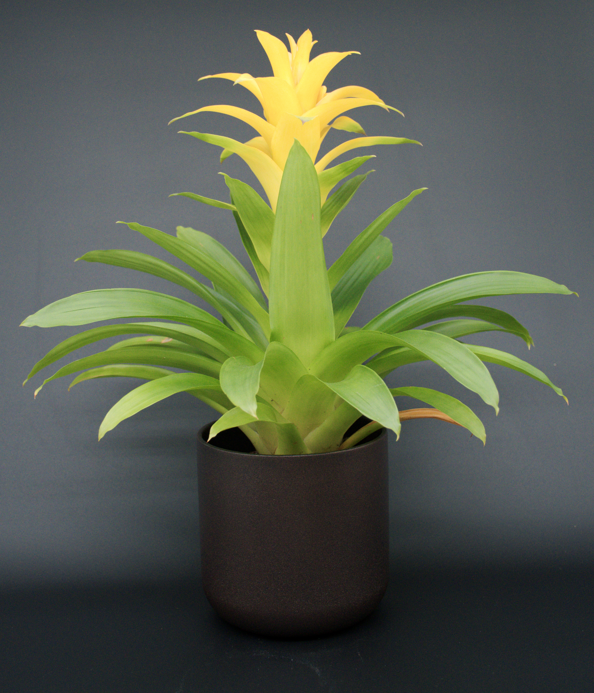Guzmania