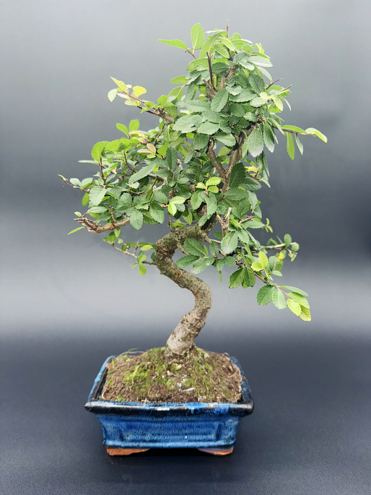 Zelkova 6 años