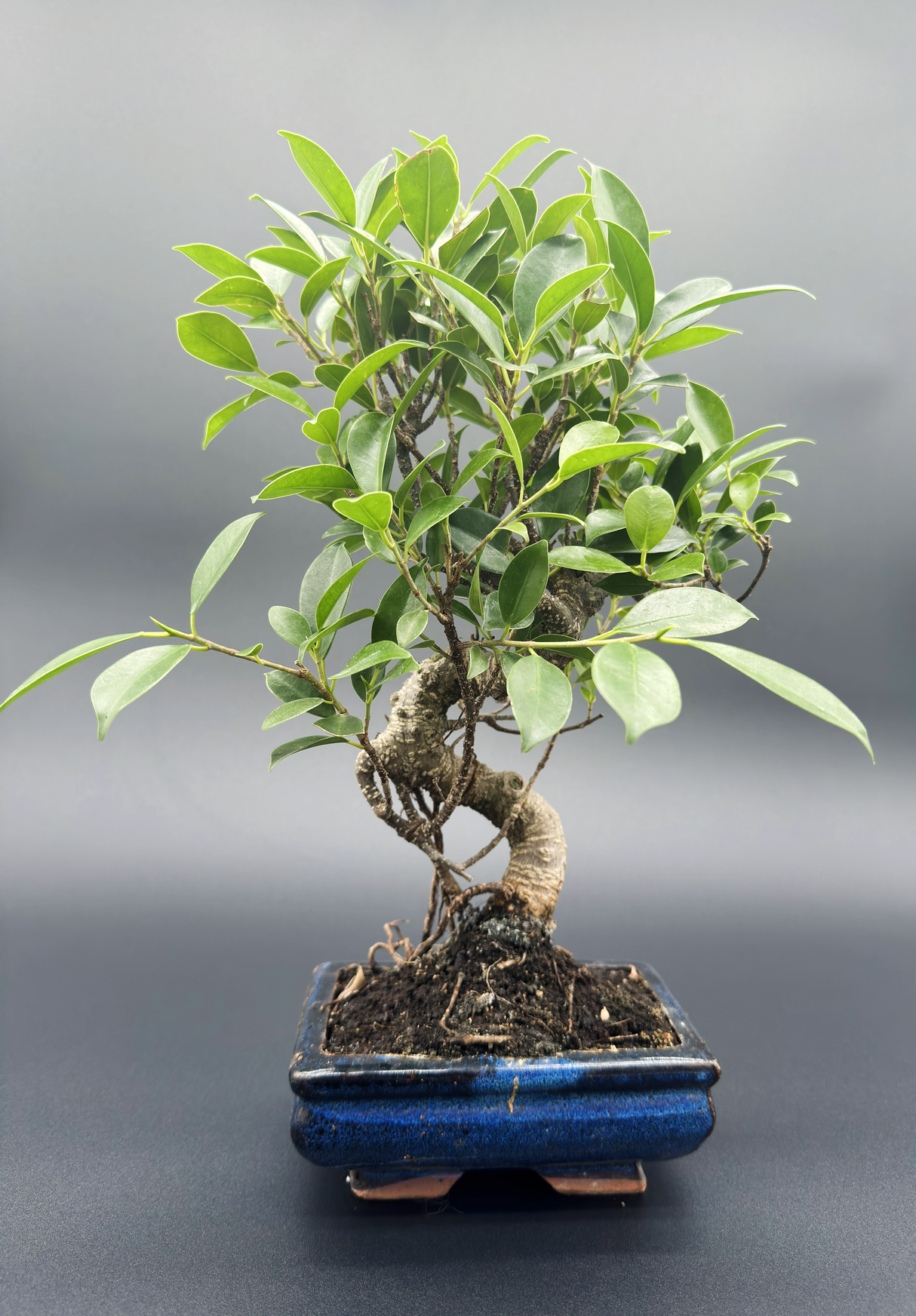 Ficus retusa 6 años