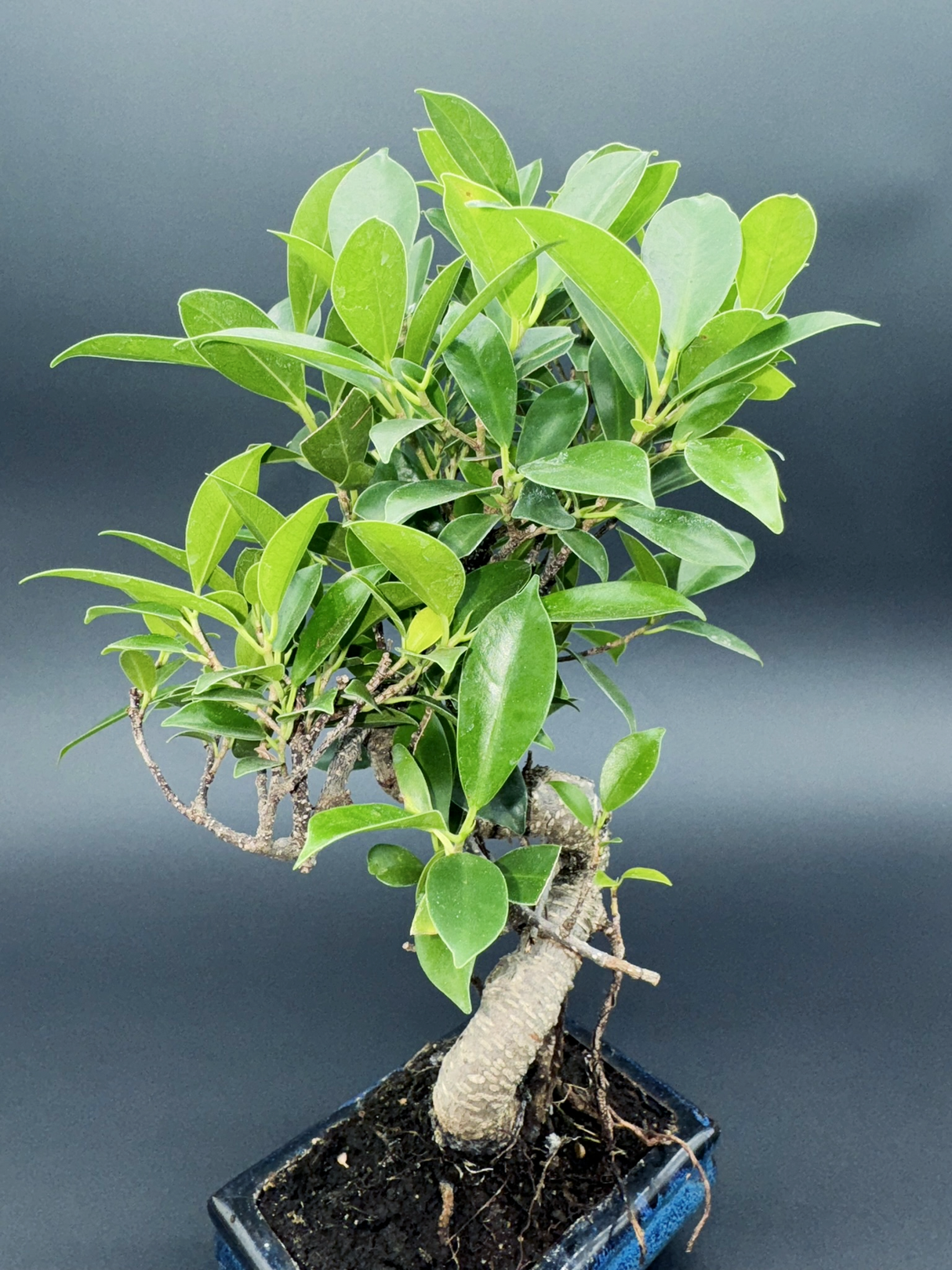 Ficus retusa 6 años