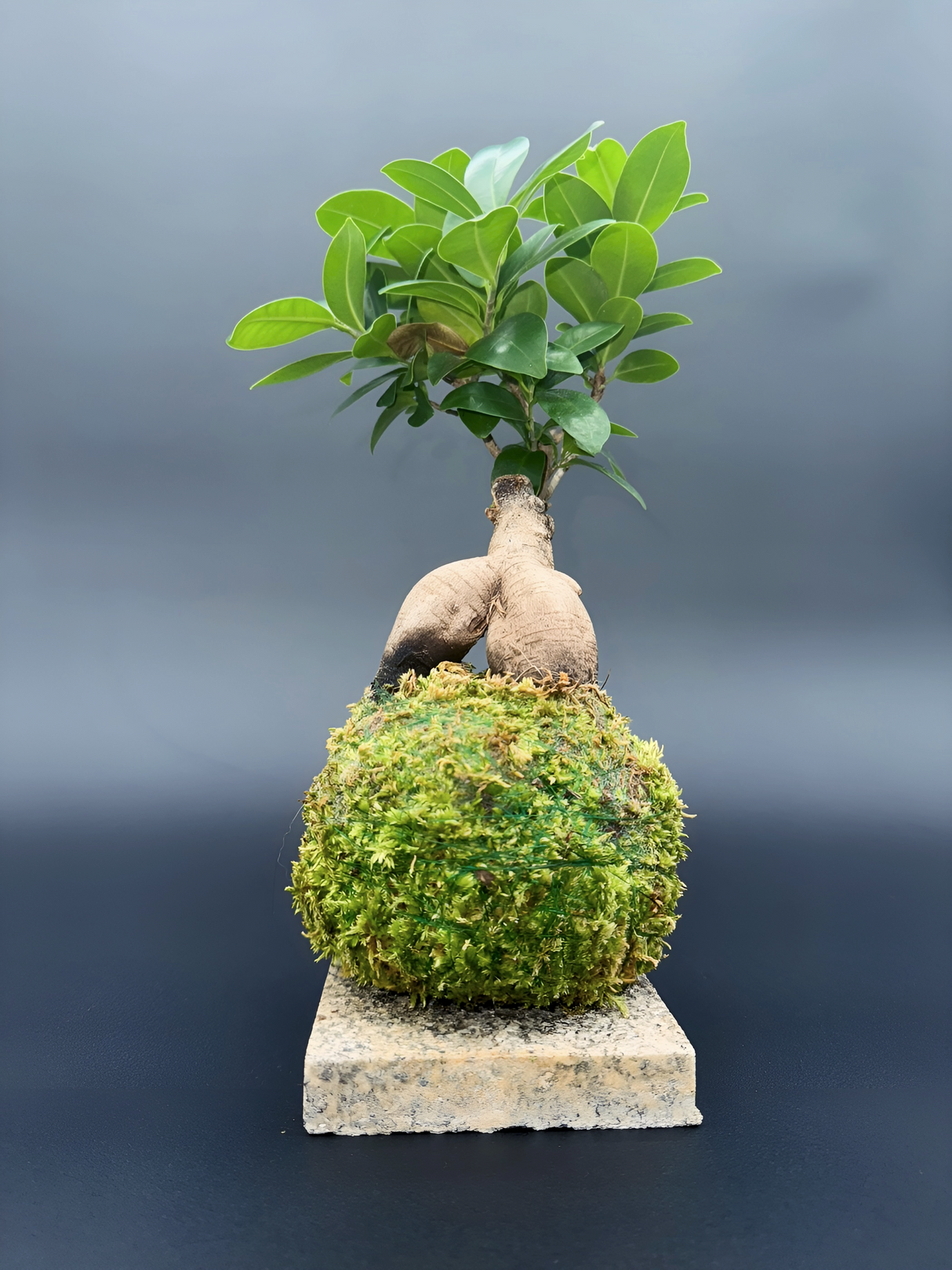 Kokedama Ficus microcarpa