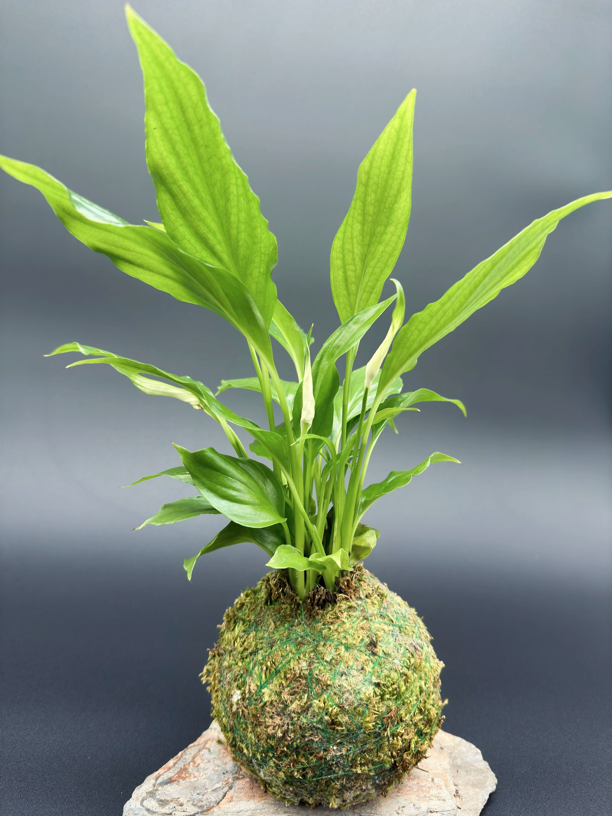 Kokedama Spathiphyllum