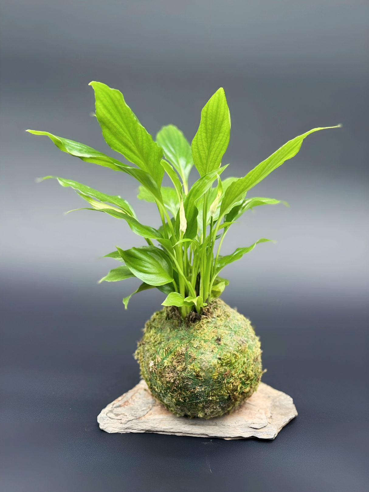 Kokedama Spathiphyllum