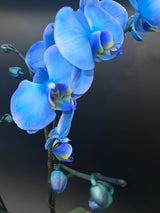 Orquídea Phalaenopsis Azul