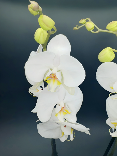 Orquídea Phalaenopsis Blanca