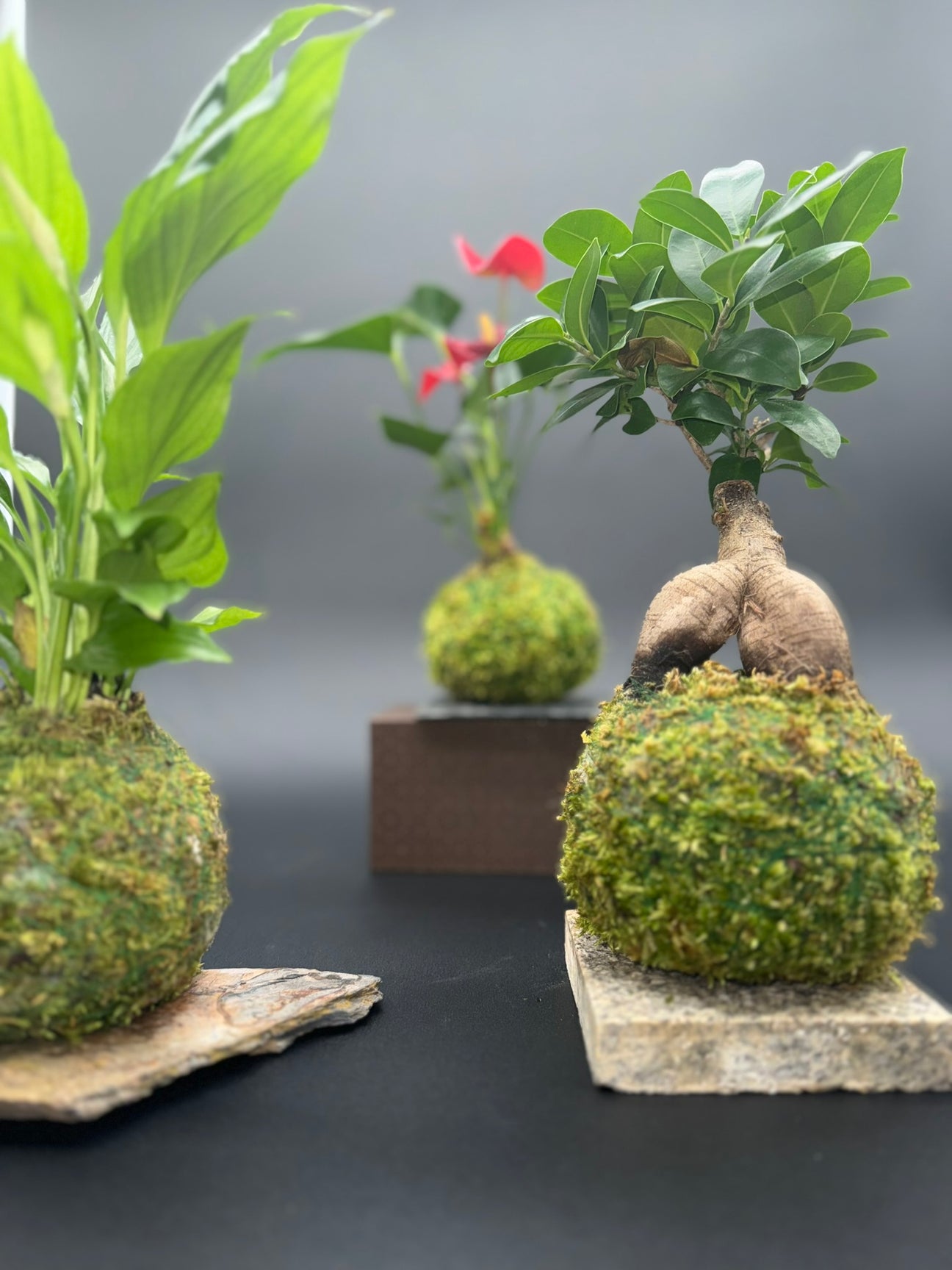 Kokedama