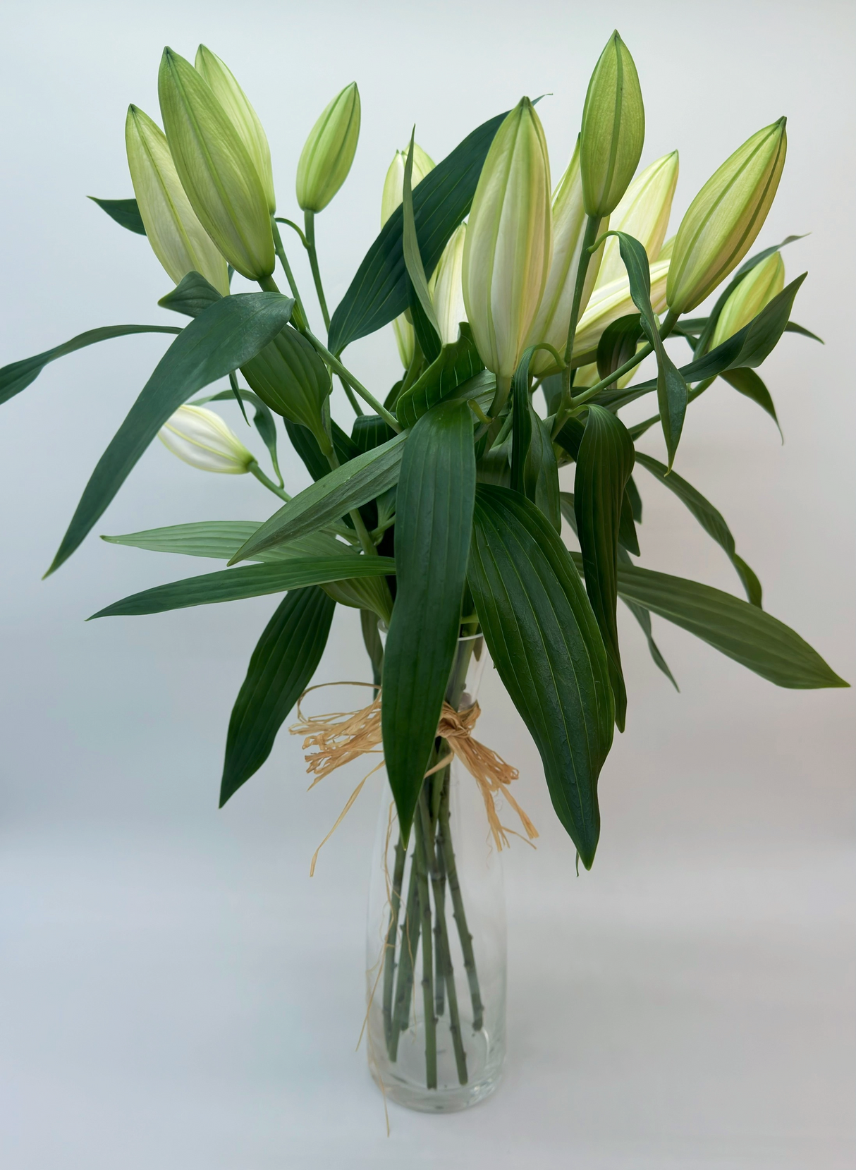 Lilium oriental
