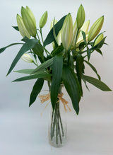 Lilium oriental