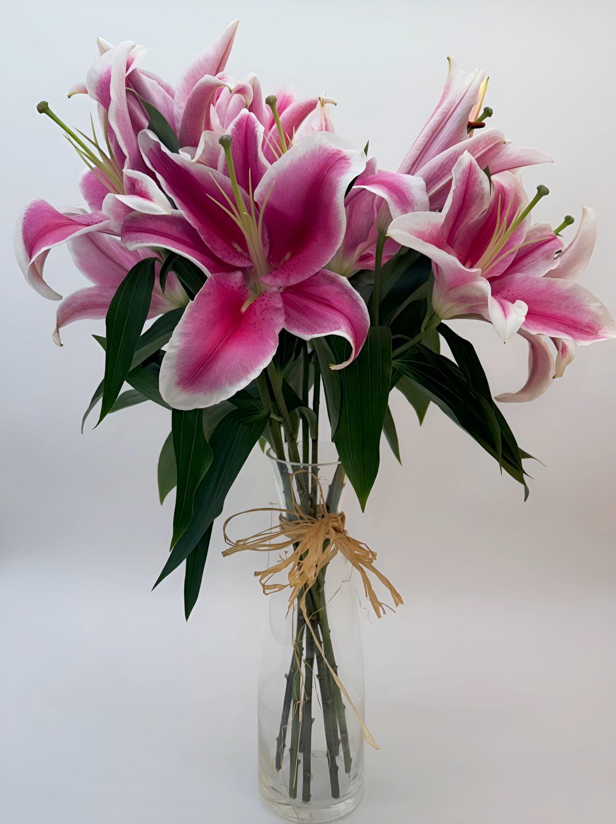 Lilium oriental