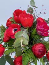 Red tulipa