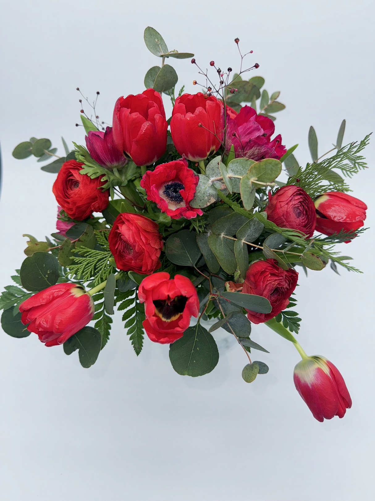 Red tulipa