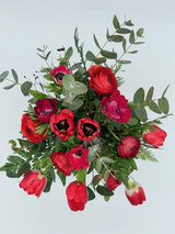 Red tulipa
