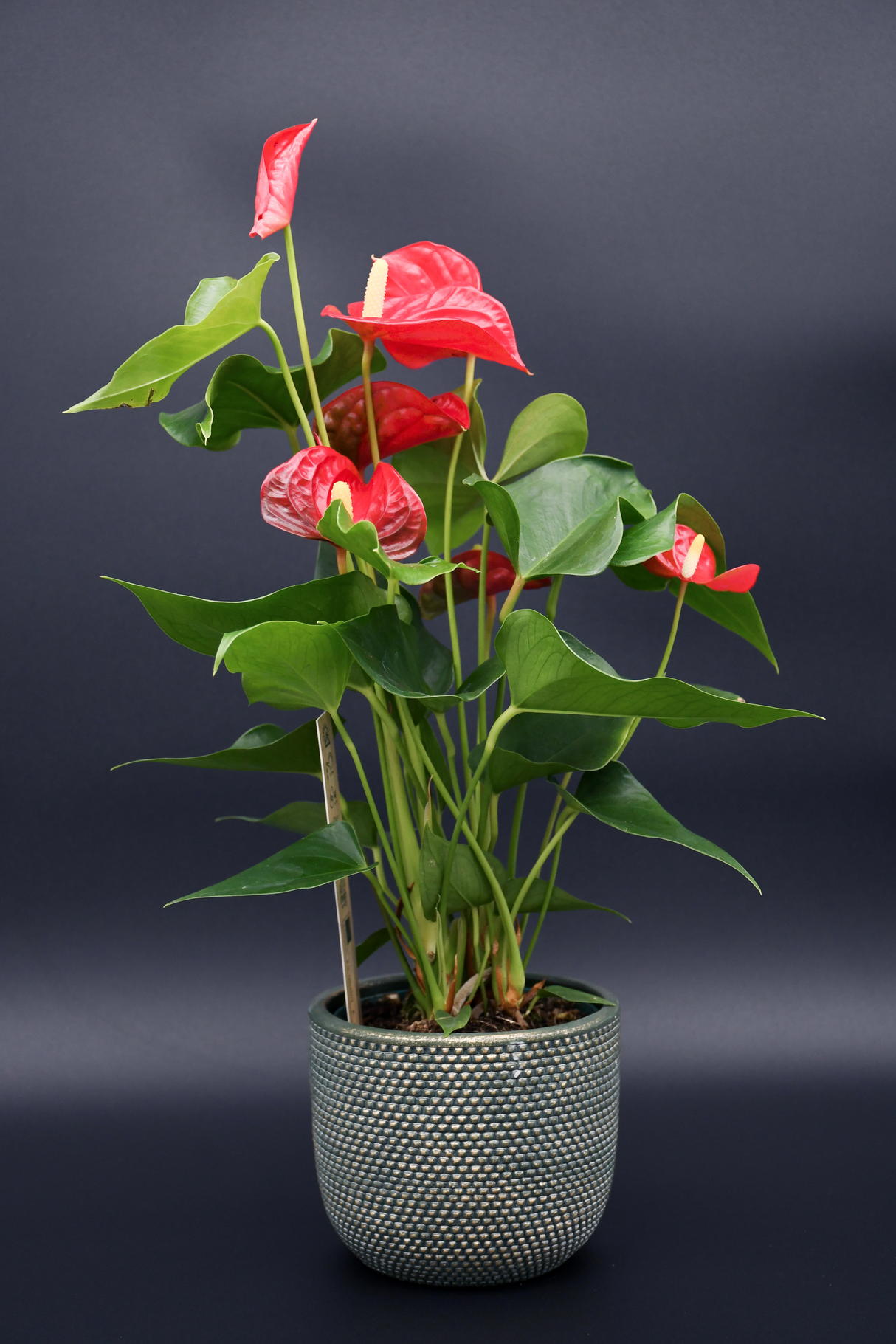 Anthurium