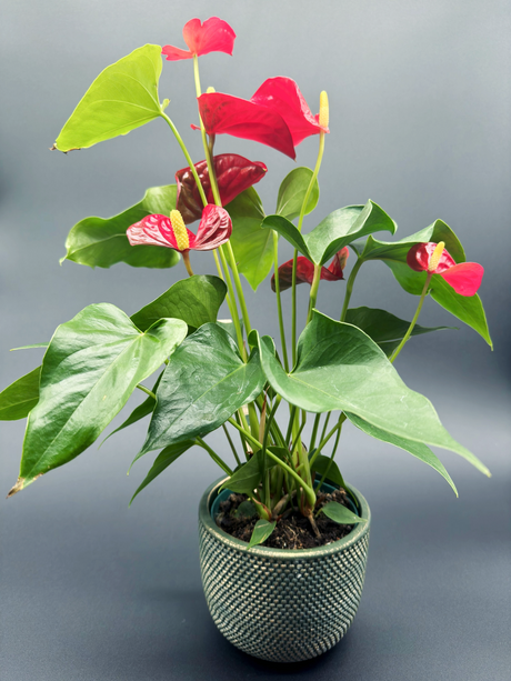 Anthurium