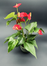 Anthurium