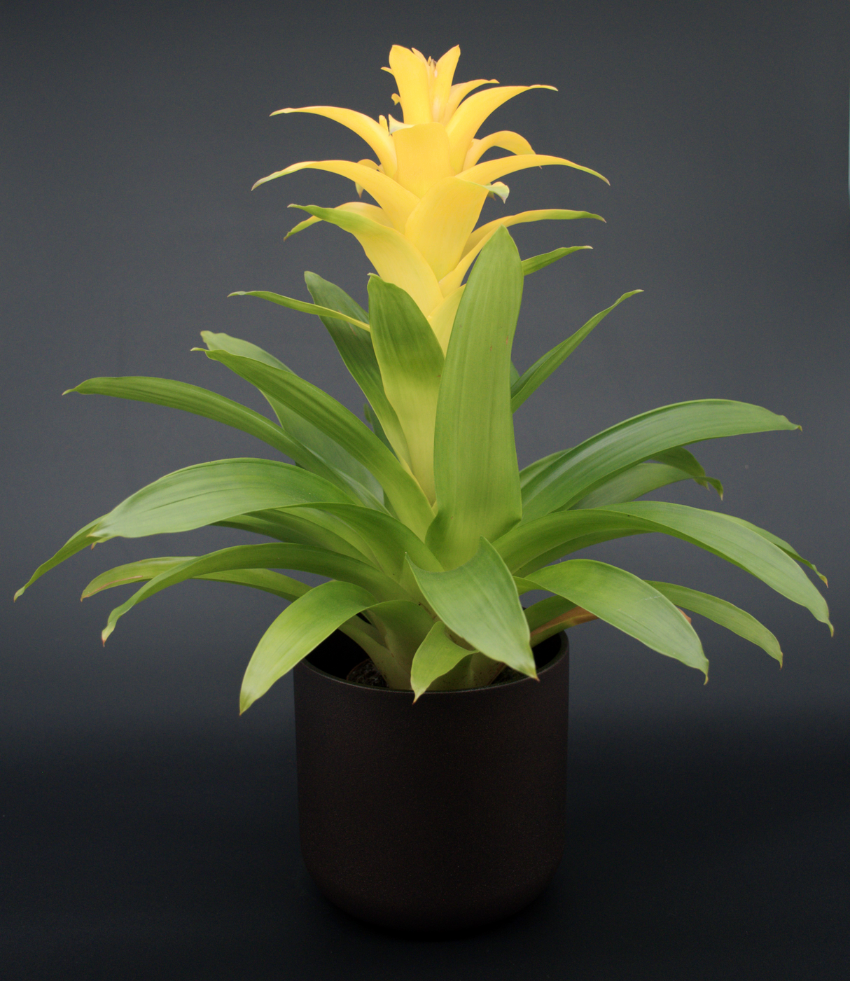 Guzmania