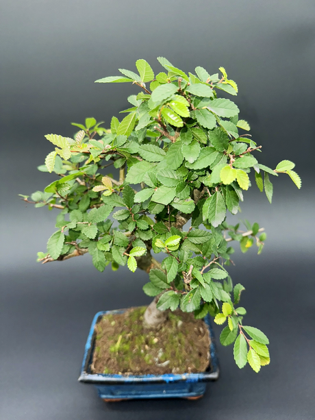 Zelkova 6 años