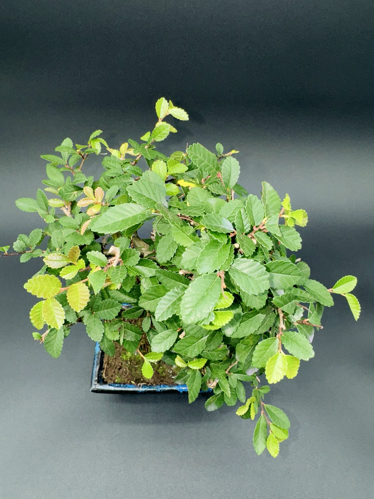 Zelkova 6 años
