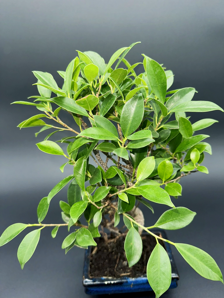 Ficus retusa 6 años