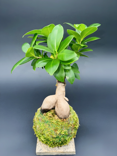 Kokedama Ficus microcarpa