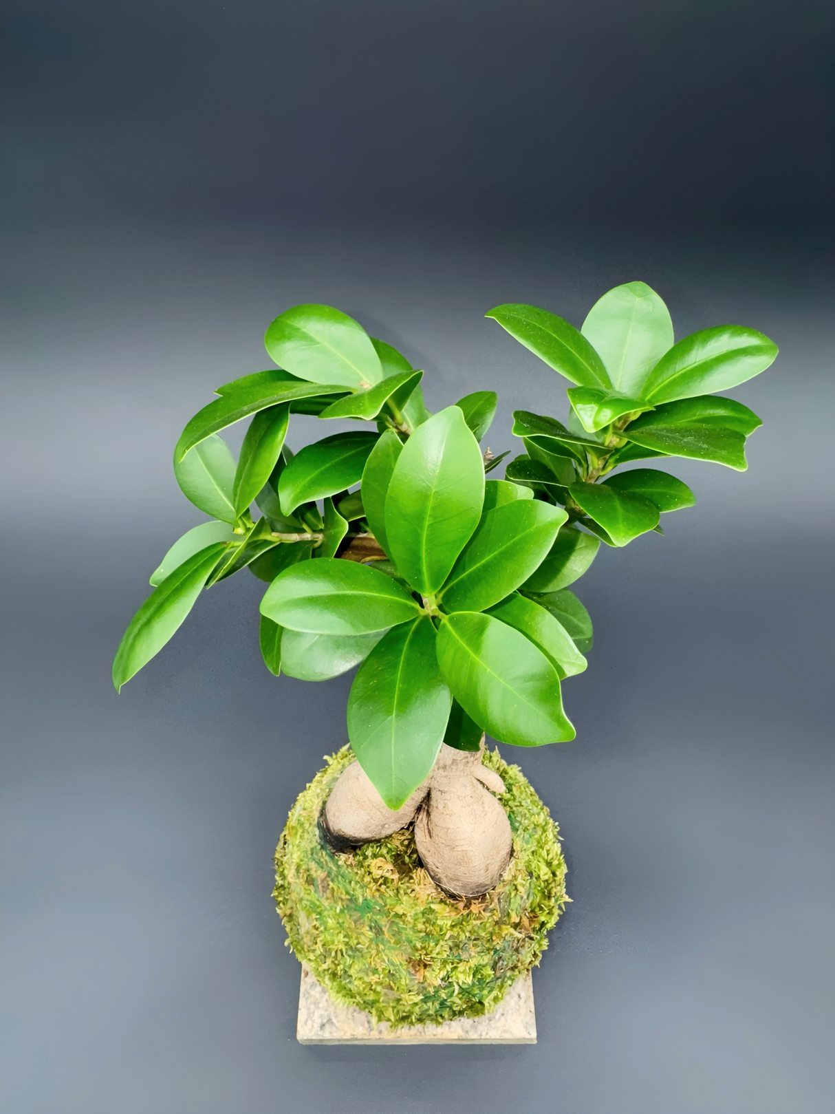 Kokedama Ficus microcarpa
