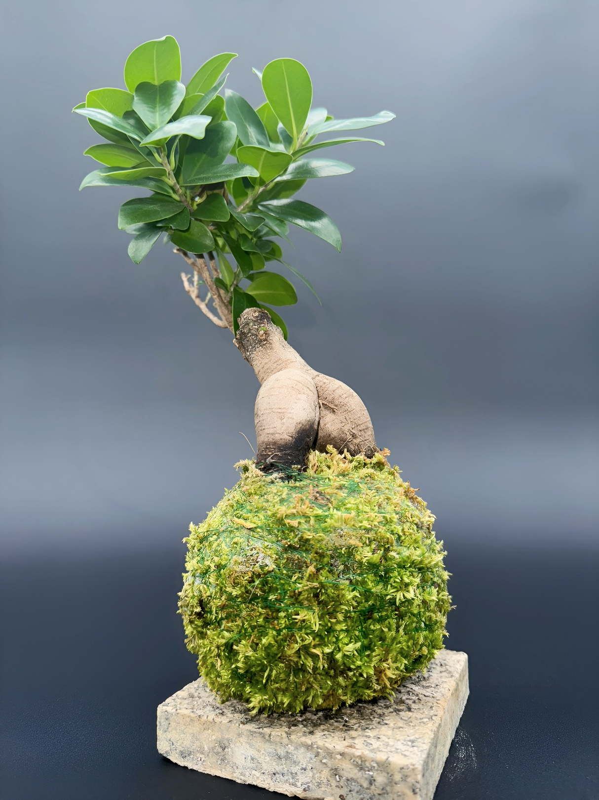Kokedama Ficus microcarpa