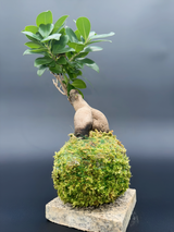 Kokedama Ficus microcarpa