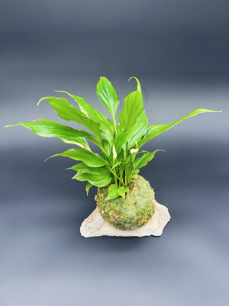 Kokedama Spathiphyllum