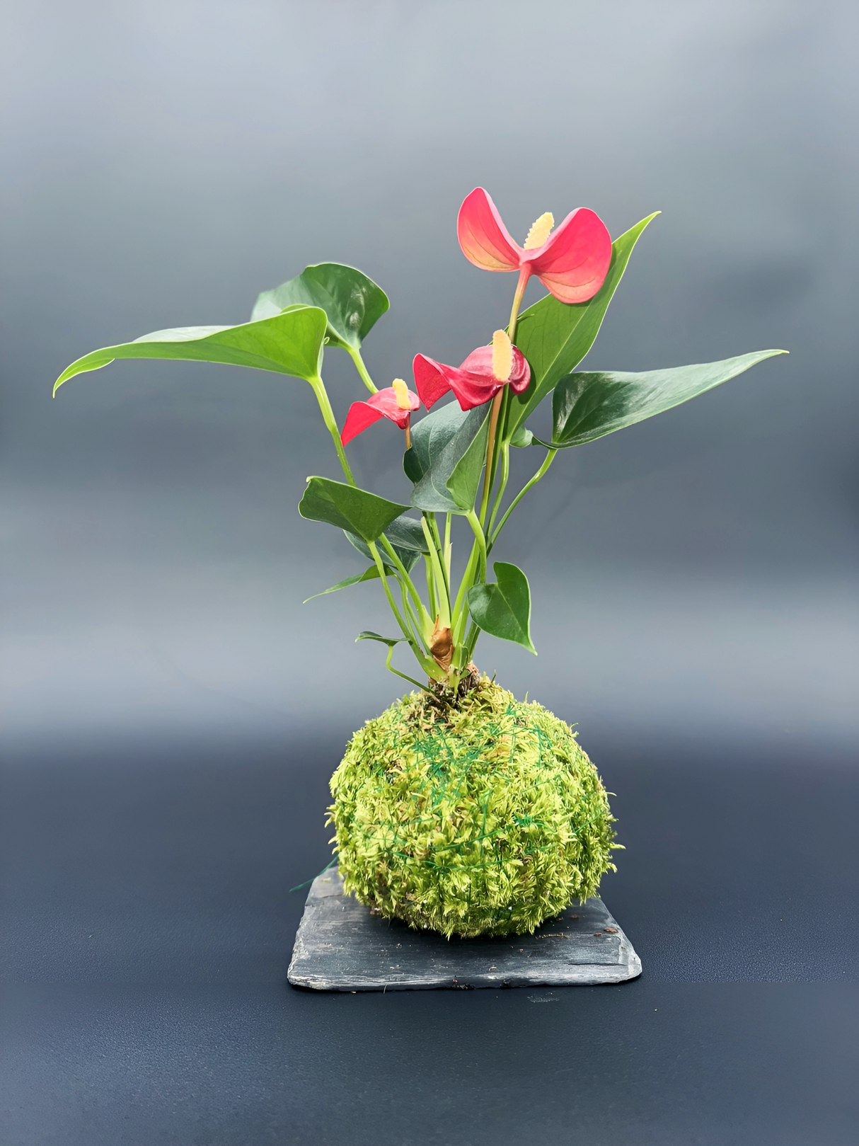 Kokedama Anthurium