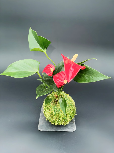 Kokedama Anthurium