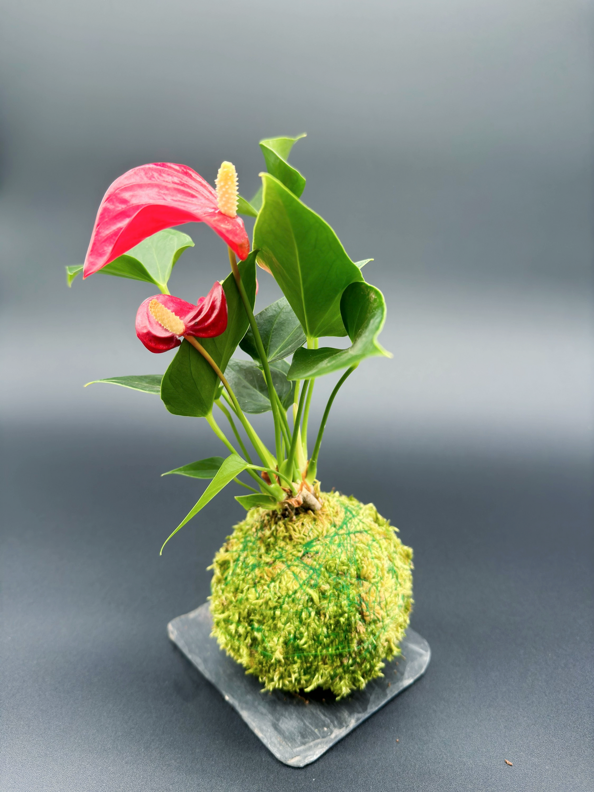 Kokedama Anthurium