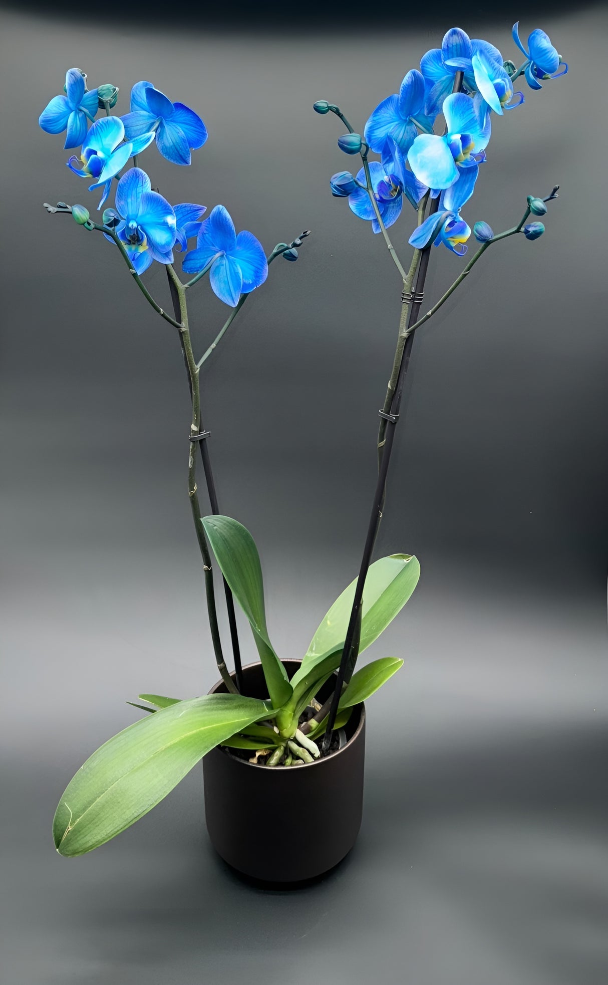 Orquídea Phalaenopsis Azul