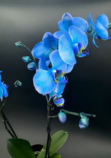 Orquídea Phalaenopsis Azul