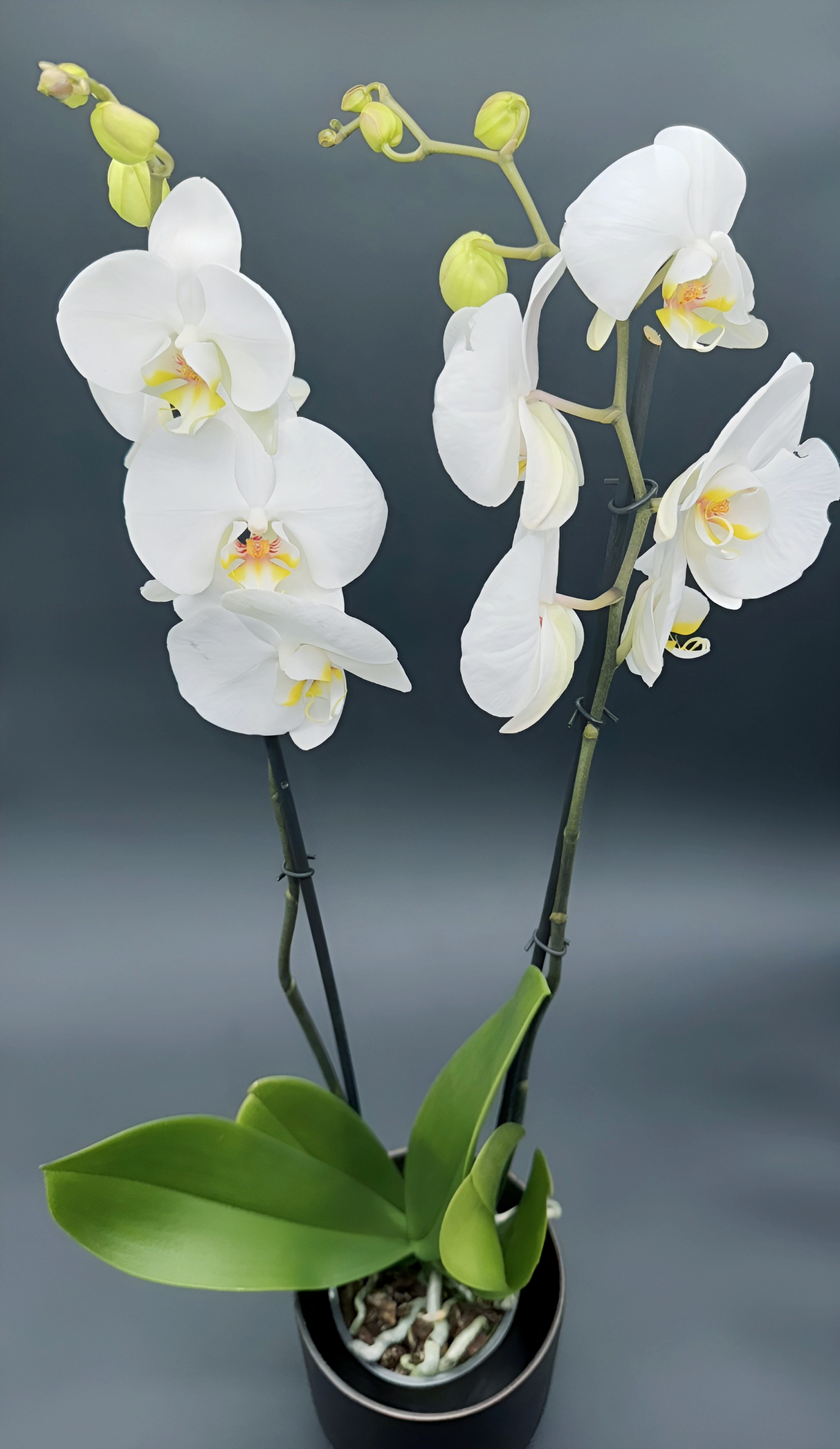 Orquídea Phalaenopsis Blanca