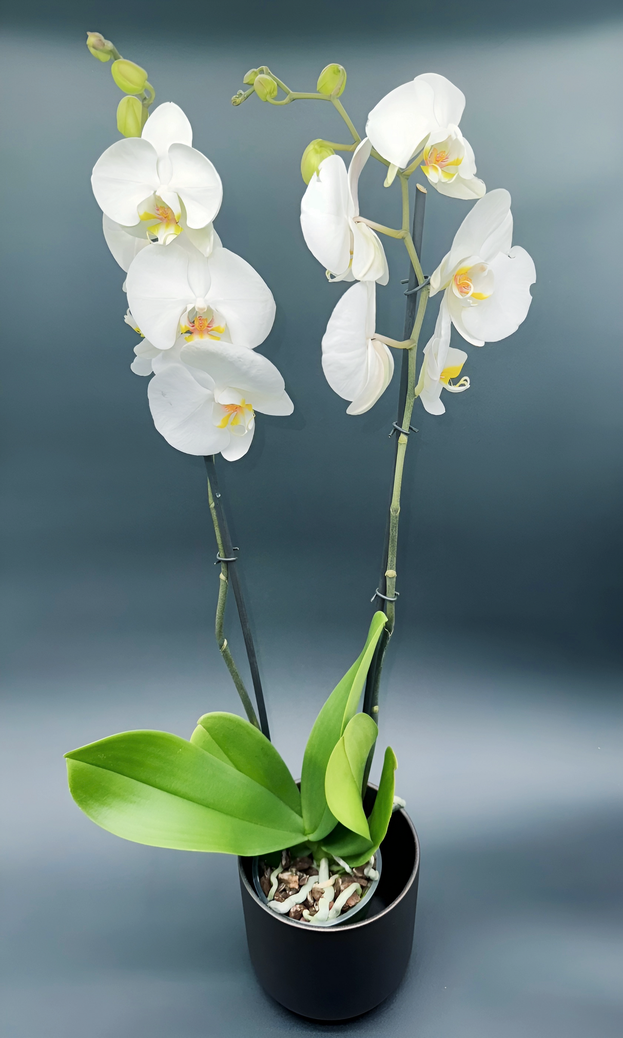 Orquídea Phalaenopsis Blanca