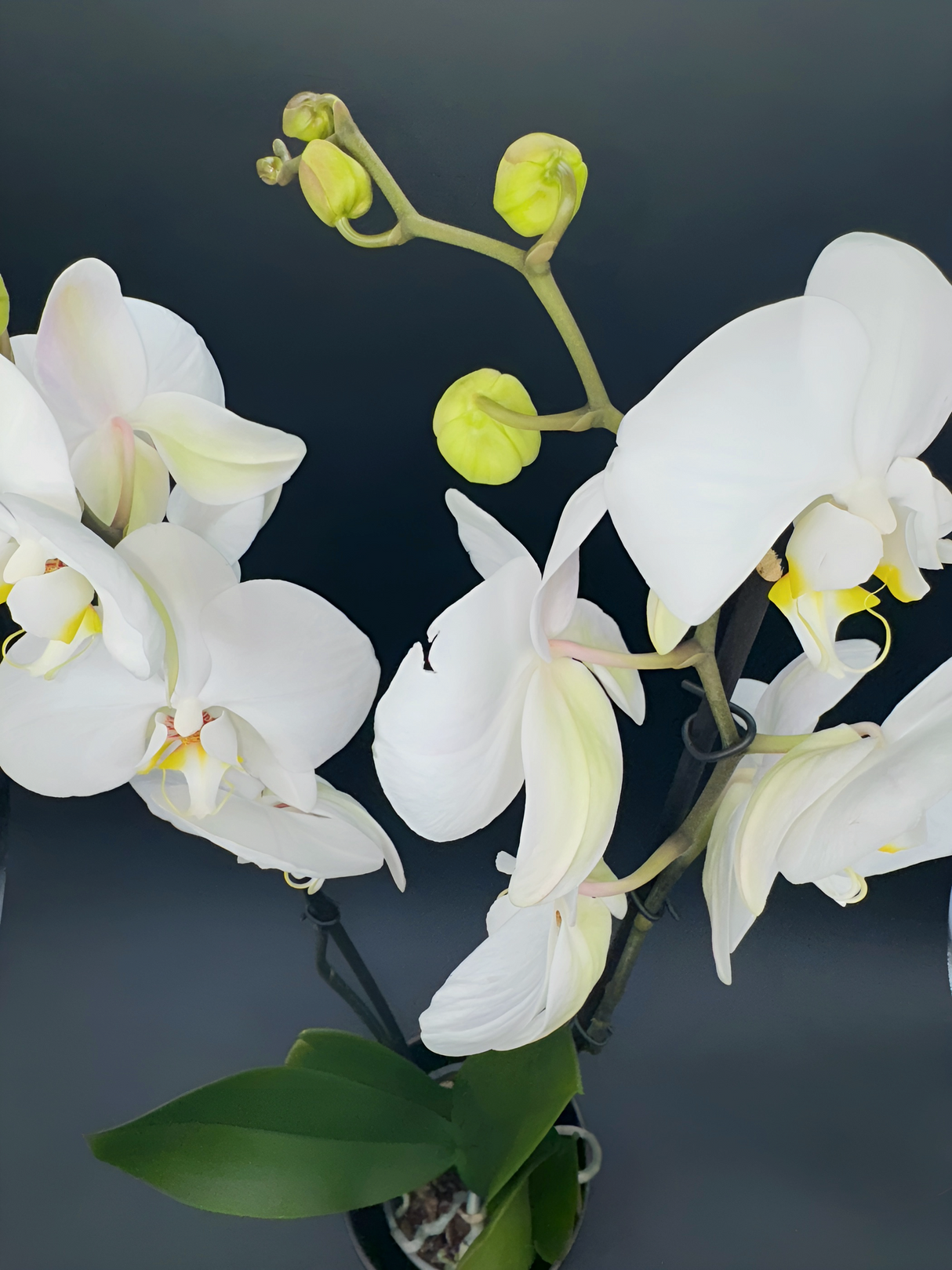 Orquídea Phalaenopsis Blanca