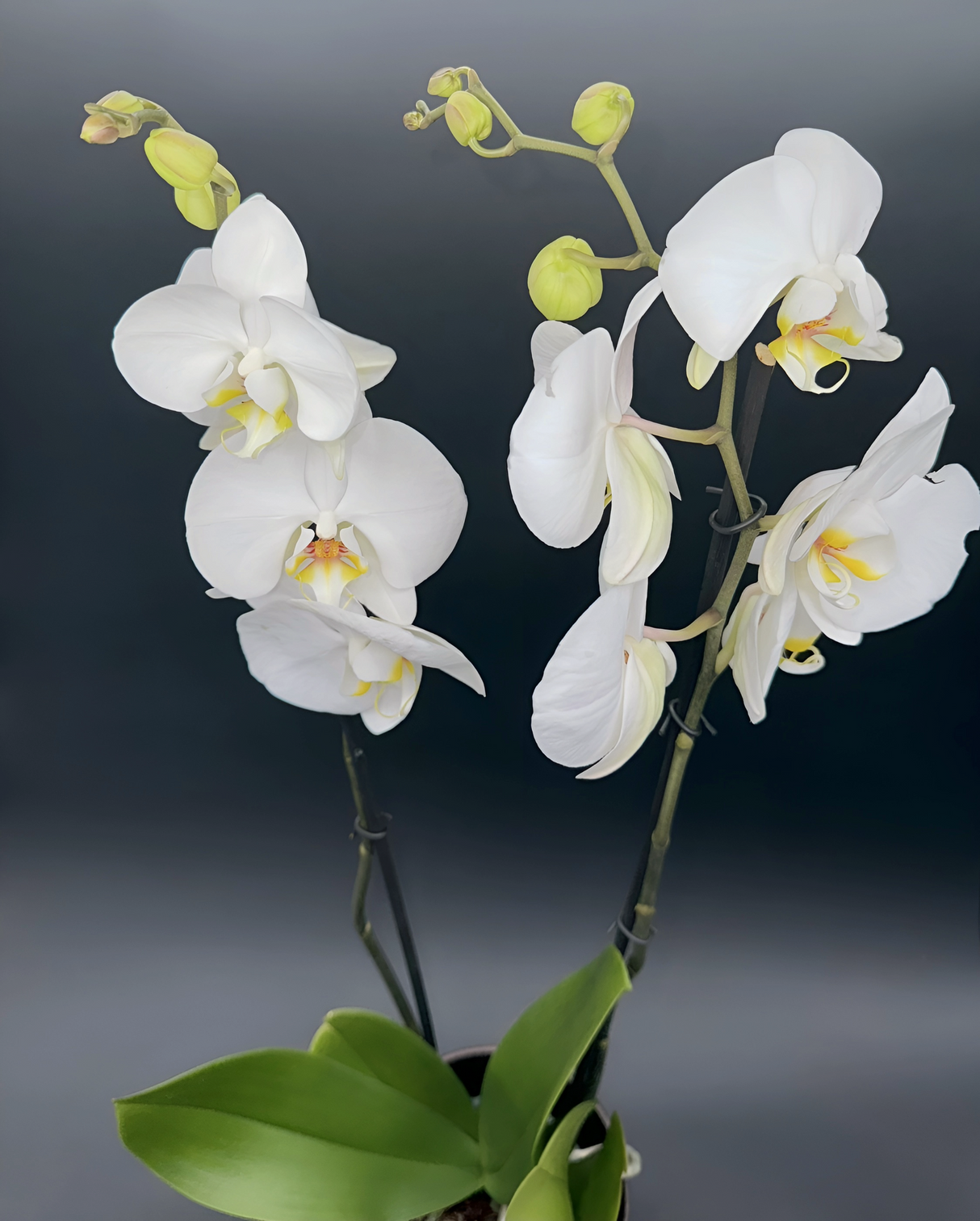 Orquídea Phalaenopsis Blanca