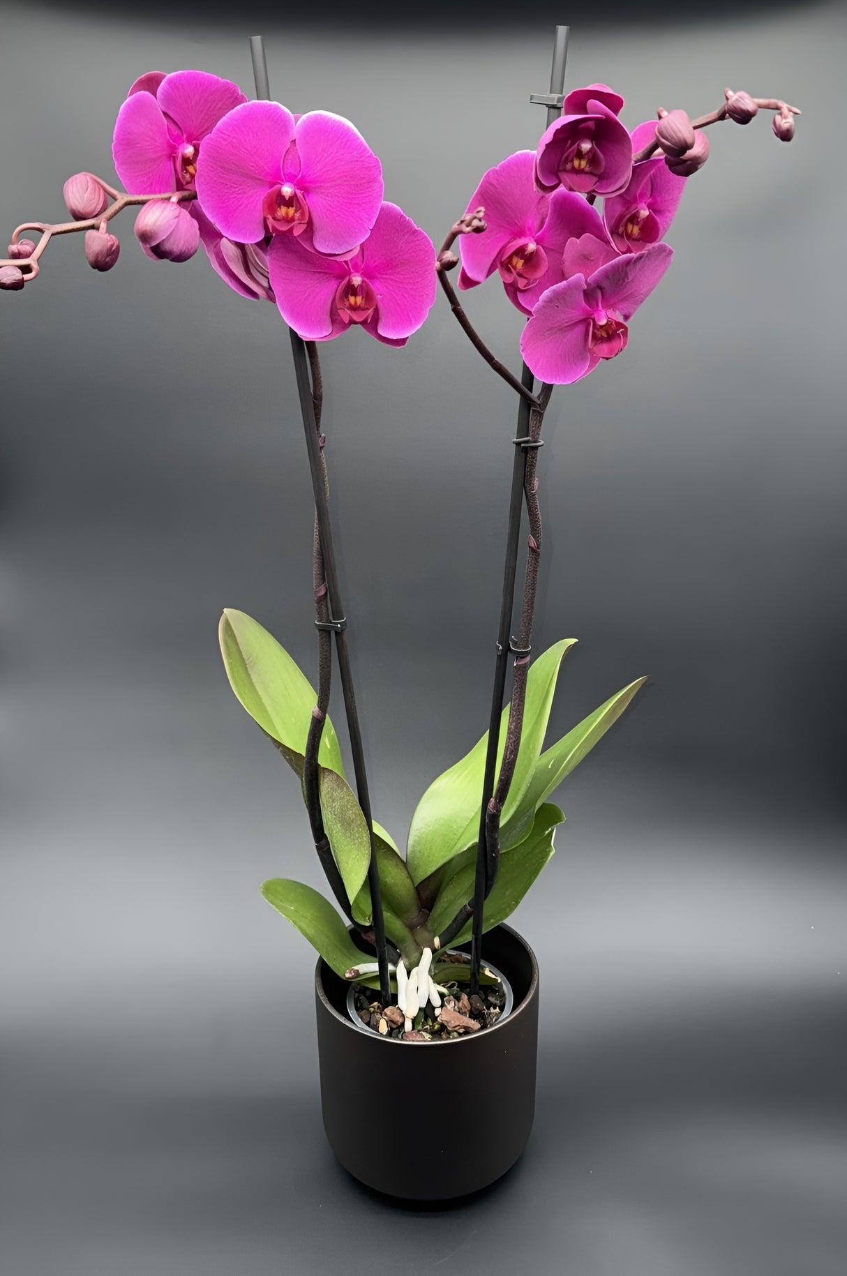 Orquídea Phalaenopsis Rosa