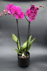 Orquídea Phalaenopsis Rosa