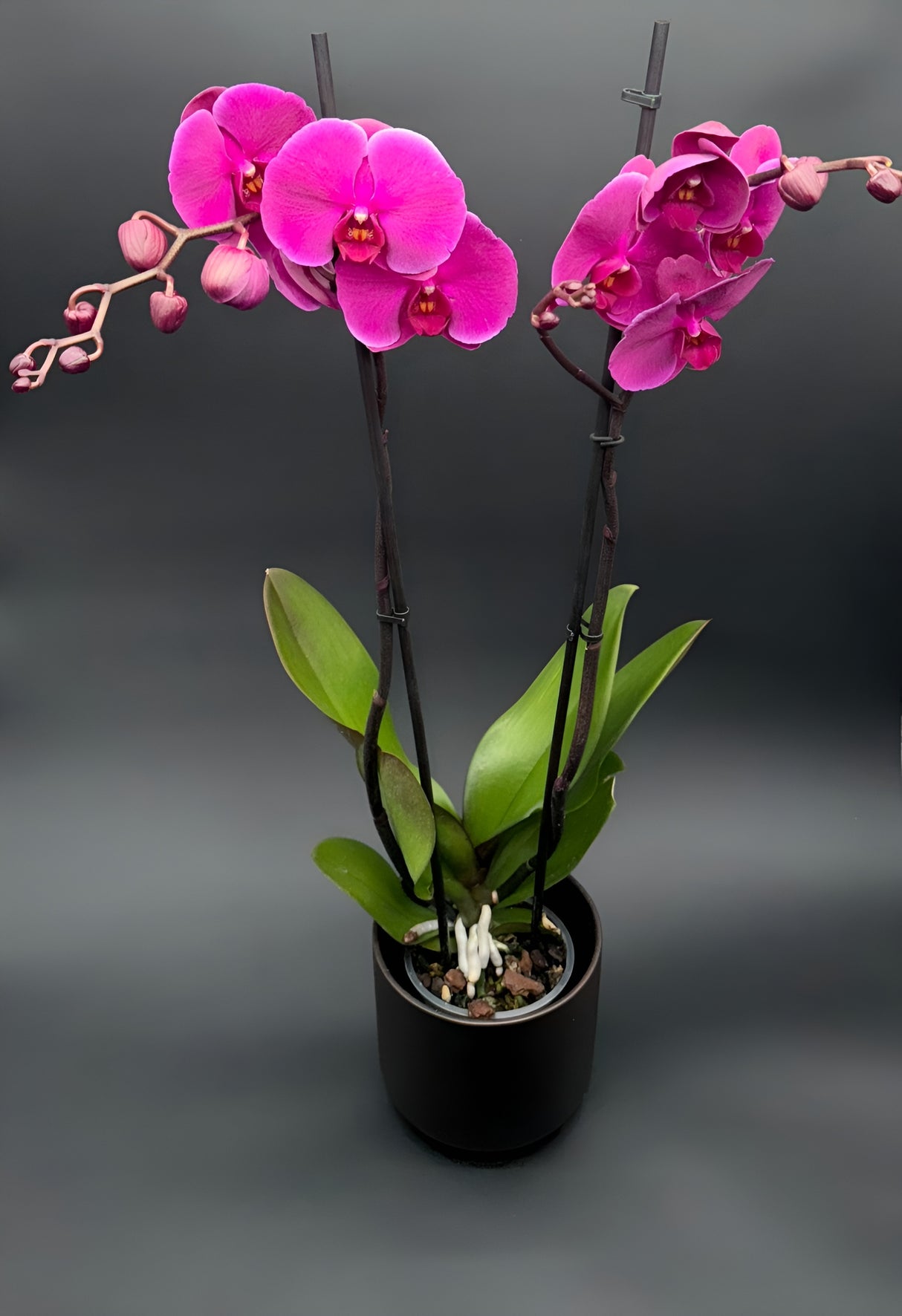 Orquídea Phalaenopsis Rosa