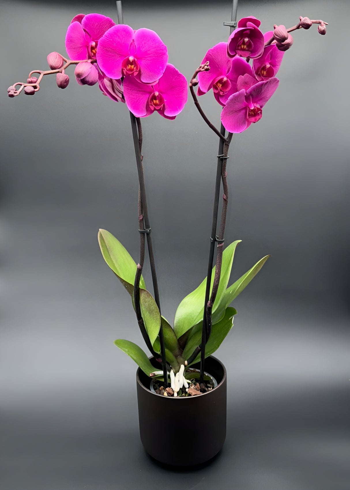 Orquídea Phalaenopsis Rosa