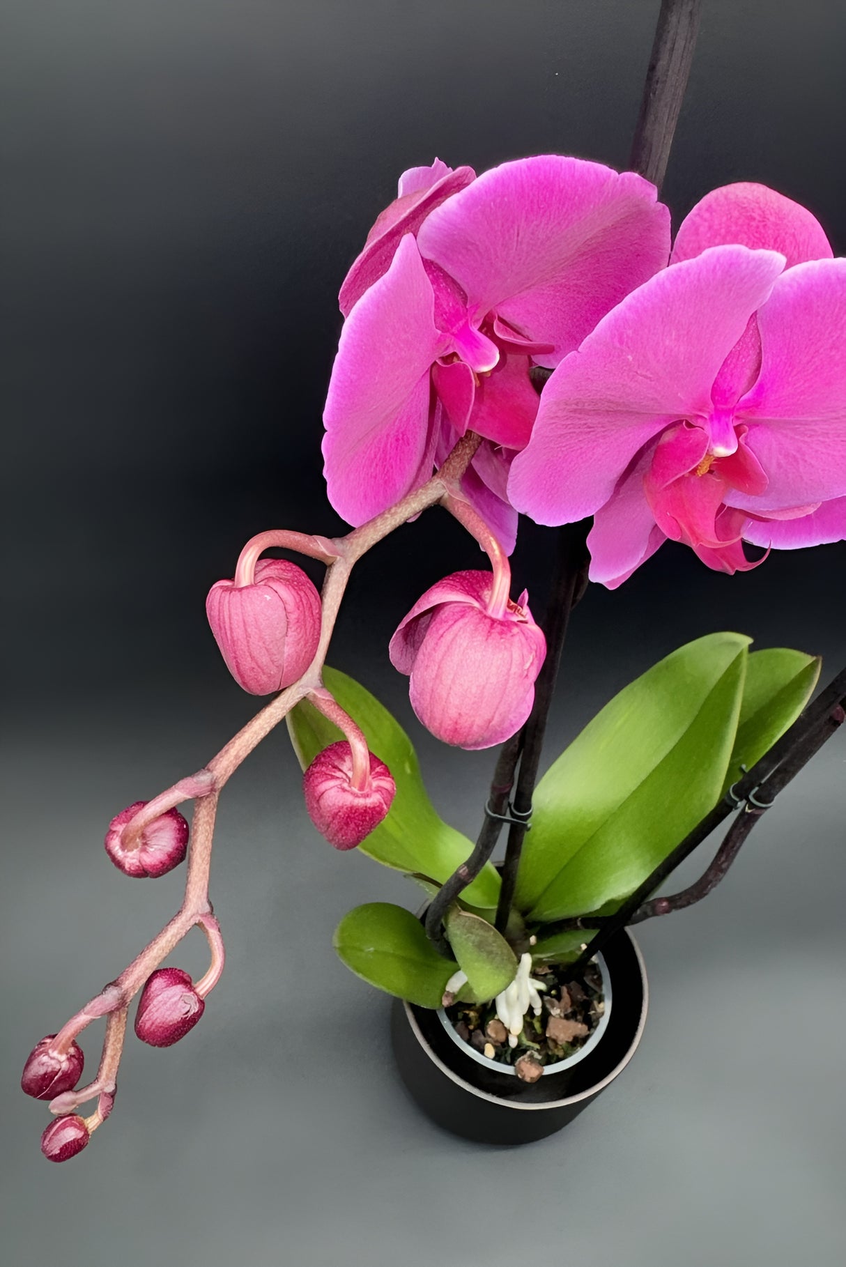 Orquídea Phalaenopsis Rosa