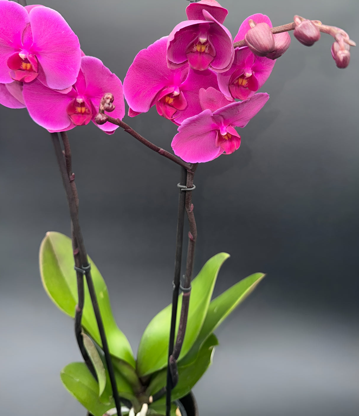 Orquídea Phalaenopsis Rosa