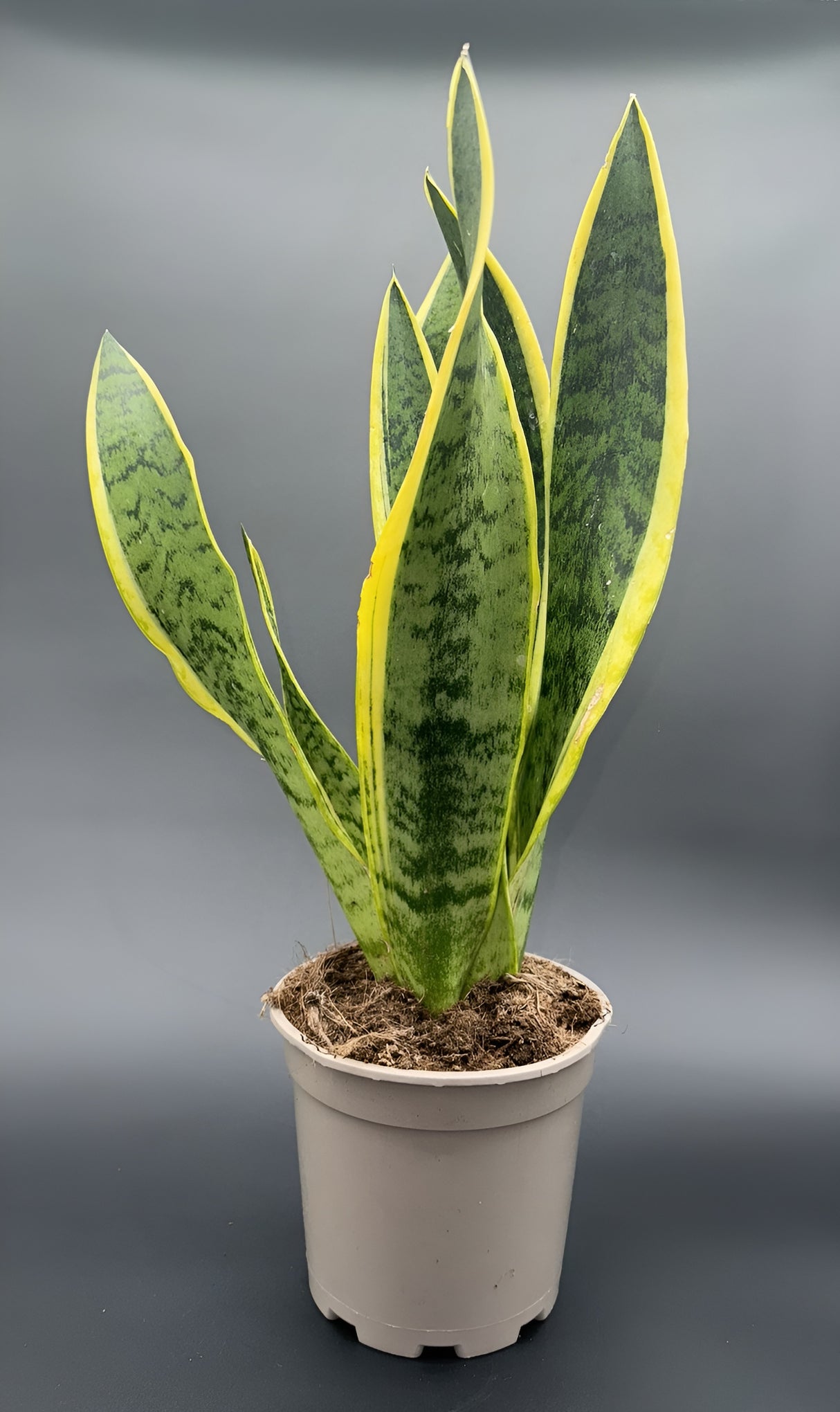 Sansevieria