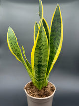 Sansevieria