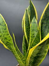 Sansevieria